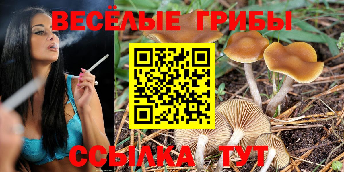 Галлюциногенные грибы Psilocybe Люберцы